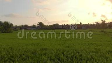日落时美丽稻田的空中拍摄。 东南亚概念旅行